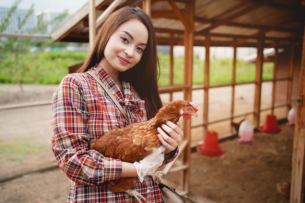 Chicken