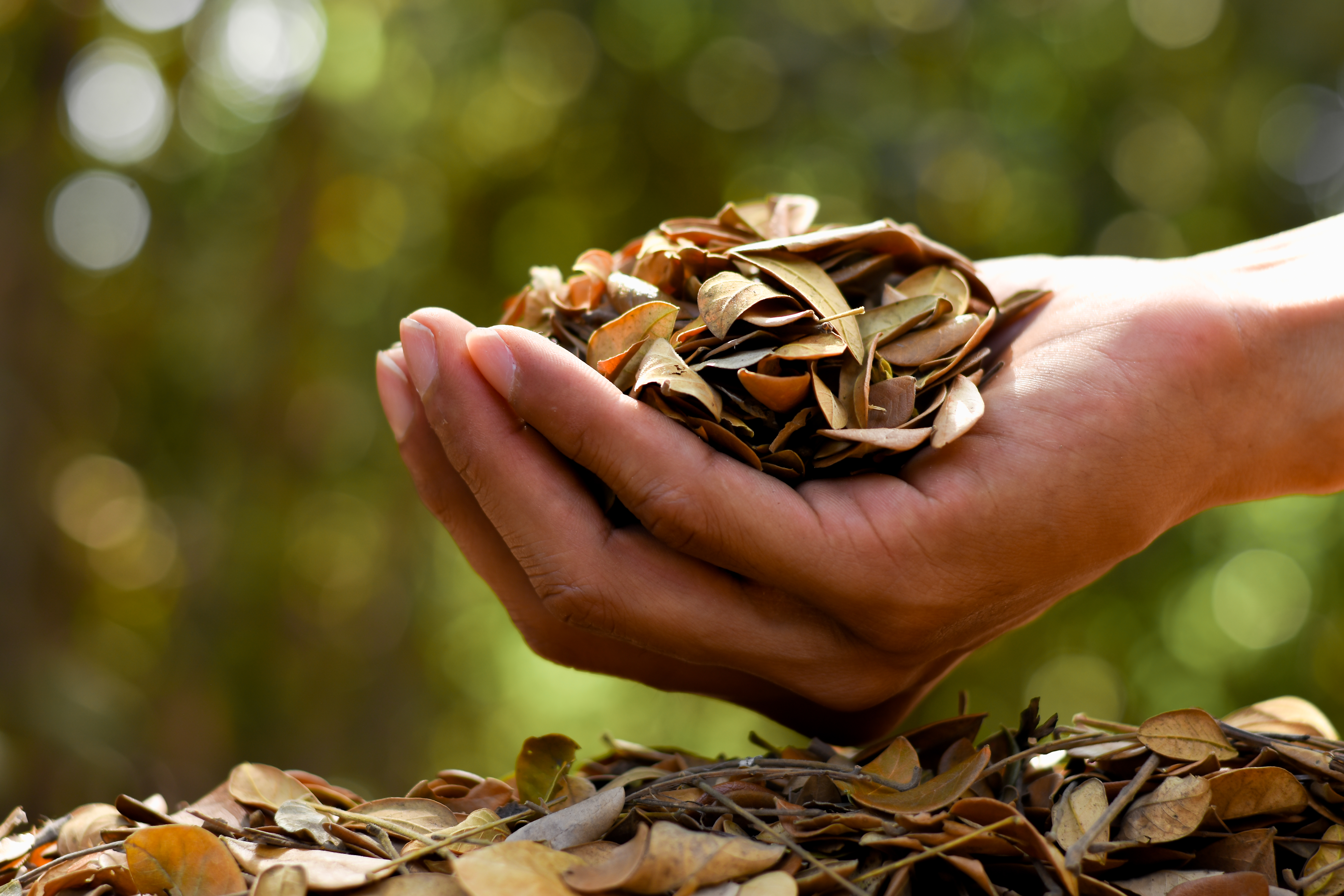 Leaves