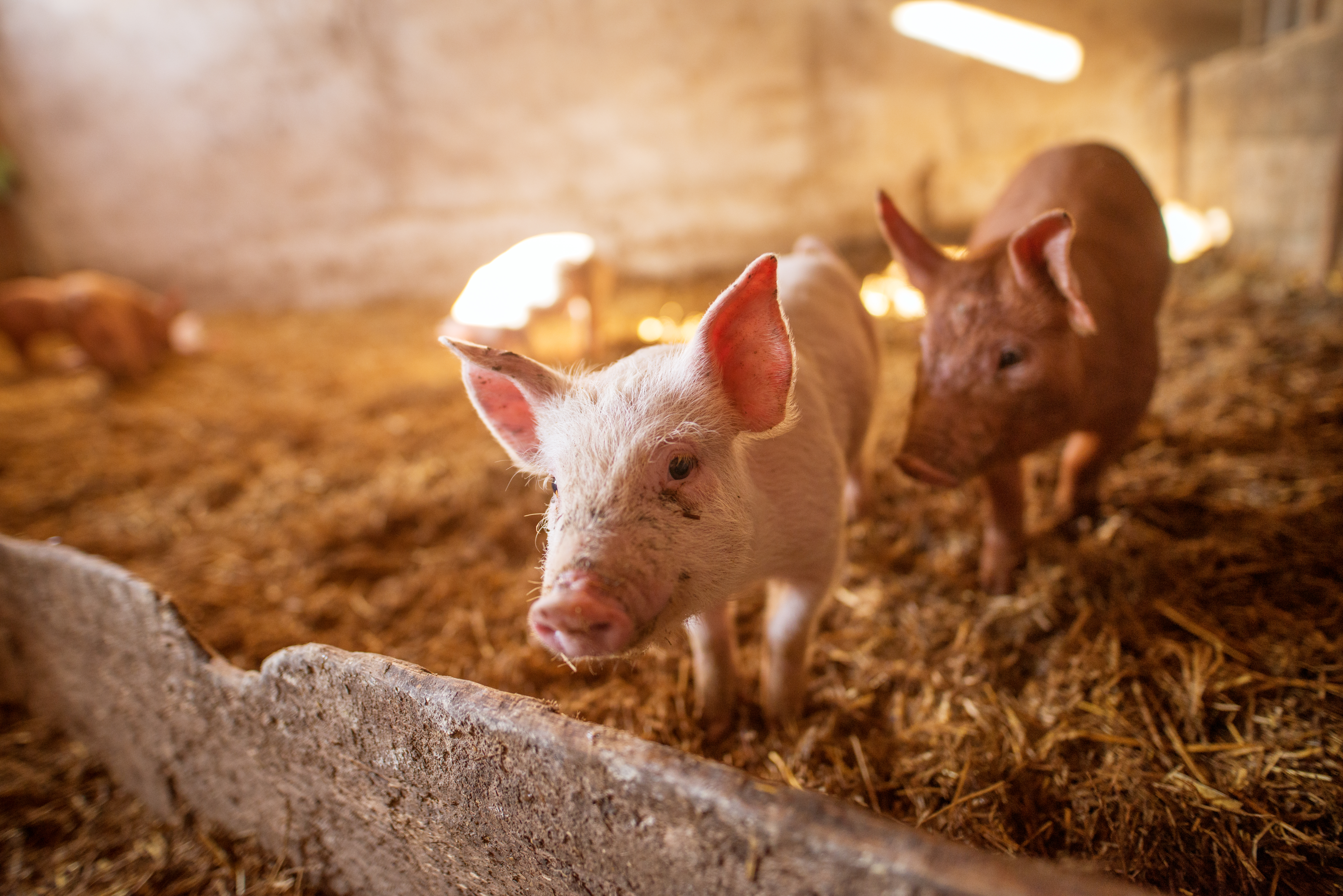 Pigs
